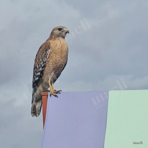 Red Shoulder Hawk in Texas