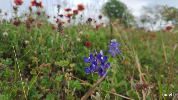 Texas Bluebonnet in Spring Flowers