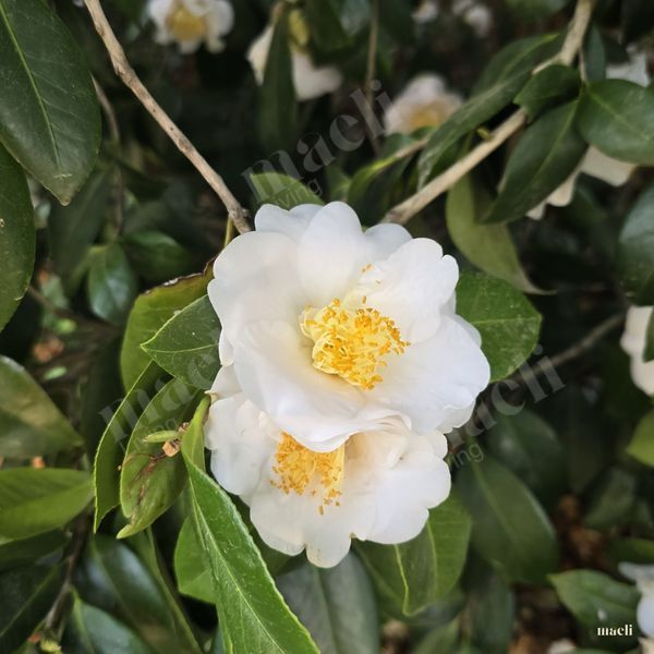 Texas Magnolia
