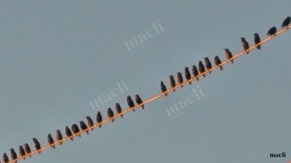 The Bird wire