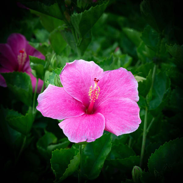 The Hawaiian Flora Collection
