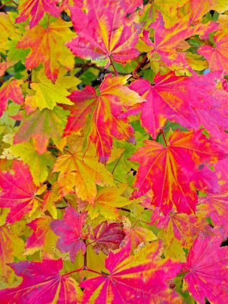 Vibrant Vine Maple In Fall Photography Art | InYourBackyard