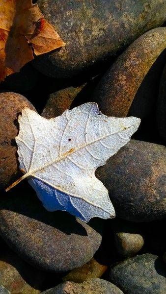 White Poplar Amongst the Rocks