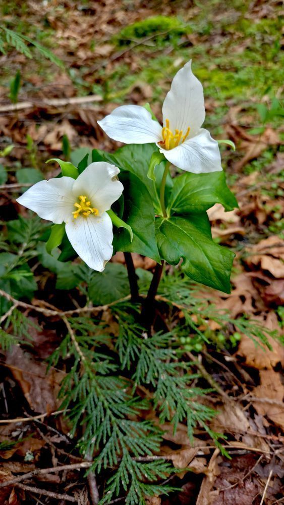 Trilliums In The Willamette National Forest Photography Art | InYourBackyard