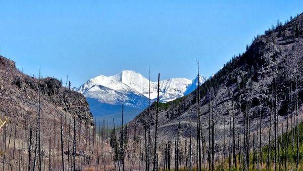 Through The Burn At Glacier National Park Photography Art | InYourBackyard