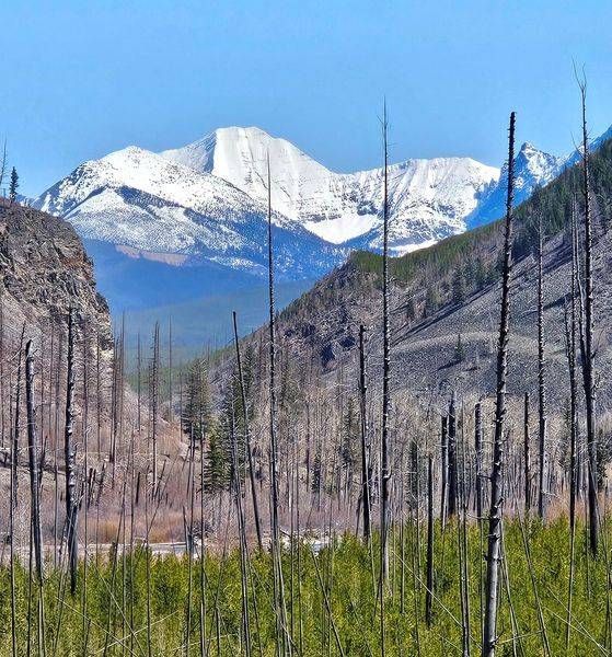 Rebirth In The Glacier National Forest Photography Art | InYourBackyard