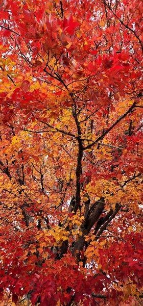 Red Maple In The Fall Photography Art | InYourBackyard