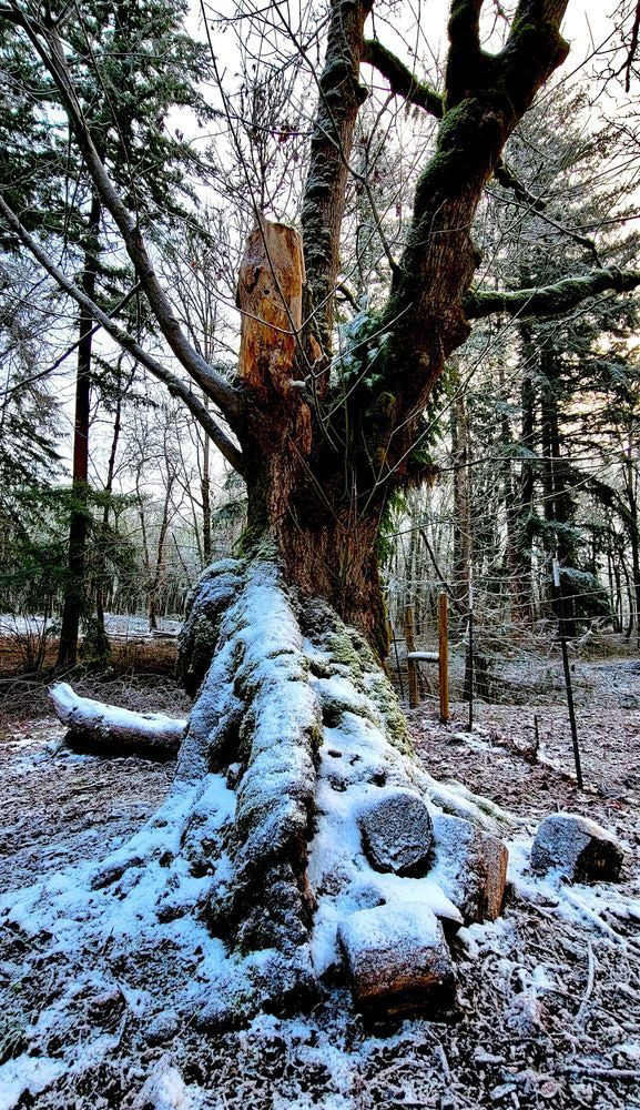 Snowy Old Growth Oak Photography Art | InYourBackyard