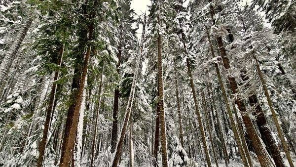 Snowy Pines In Deschutes National Forest Photography Art | InYourBackyard