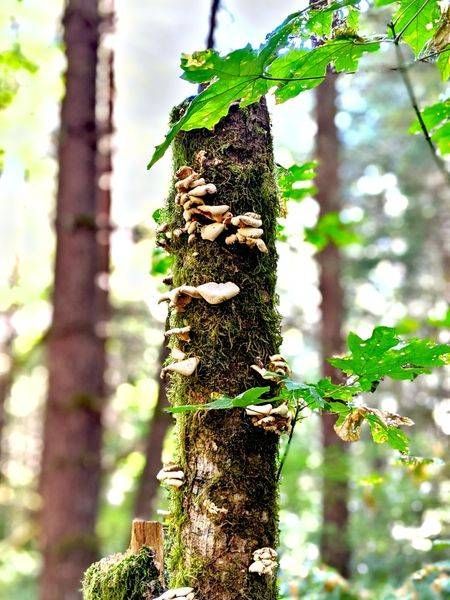Shrooming Mossy Log Photography Art | InYourBackyard