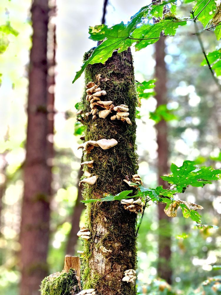 Shrooming Mossy Log Photography Art | InYourBackyard