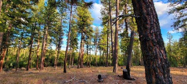 Pines In Deschutes Photography Art | InYourBackyard