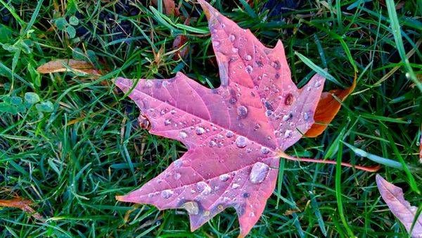 Pink Maple Fall Dew Photography Art | InYourBackyard