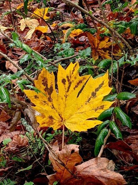 Yellow Big Leaf Maple Photography Art | InYourBackyard