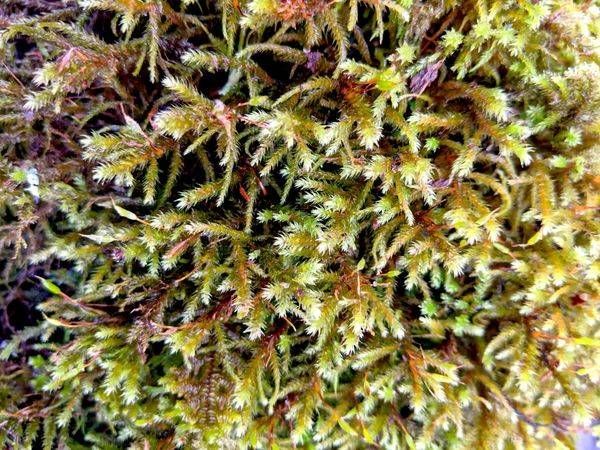 Frosty Little Shaggy Moss Photography Art | InYourBackyard