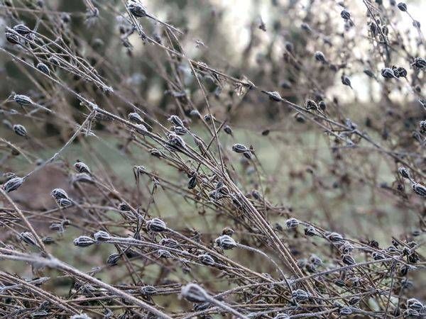 Frost Covered Dried Herbaceous Seed Heads Photography Art | InYourBackyard