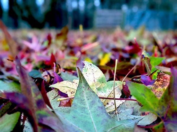 Fall Leaf Cover Photography Art | InYourBackyard