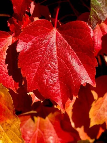 Fall Boston Ivy Photography Art | InYourBackyard