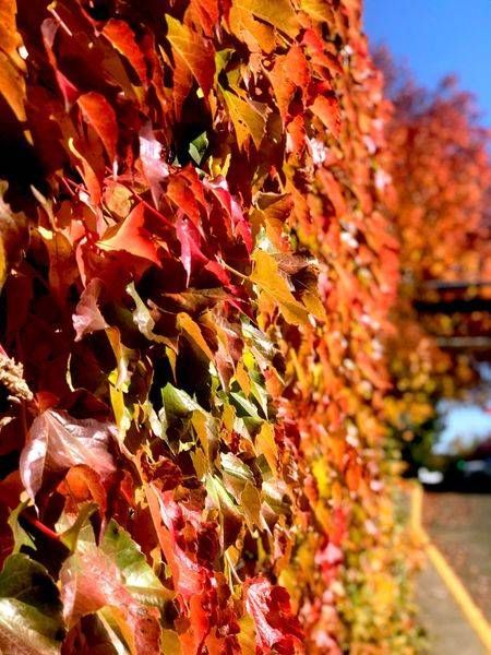 Fall Boston Ivy Wall Photography Art | InYourBackyard