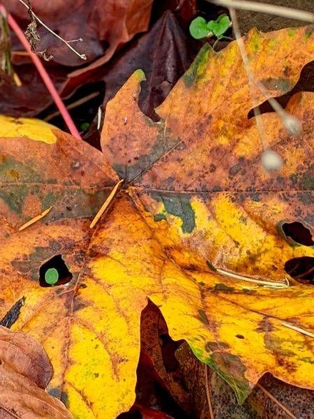 Fall Big Leaf Maple Photography Art | InYourBackyard
