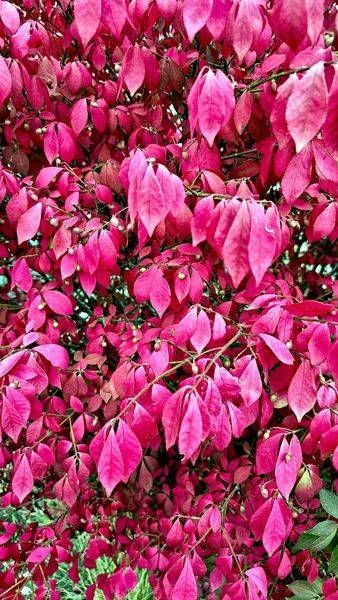 Falltime Buring Bush Photography Art | InYourBackyard