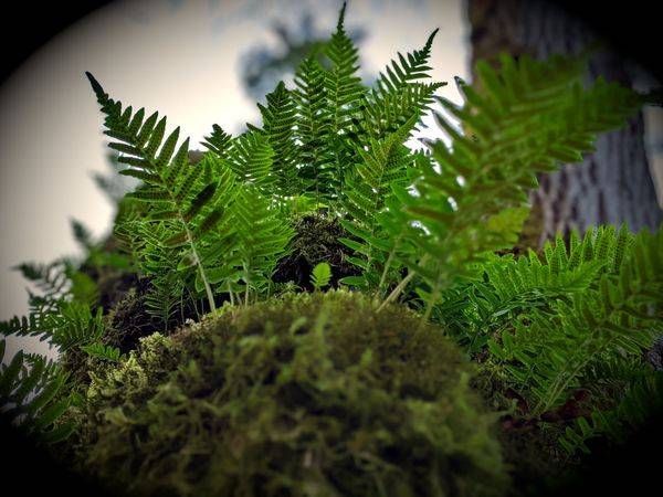 Ferns & Mossy Forest Photography Art | InYourBackyard