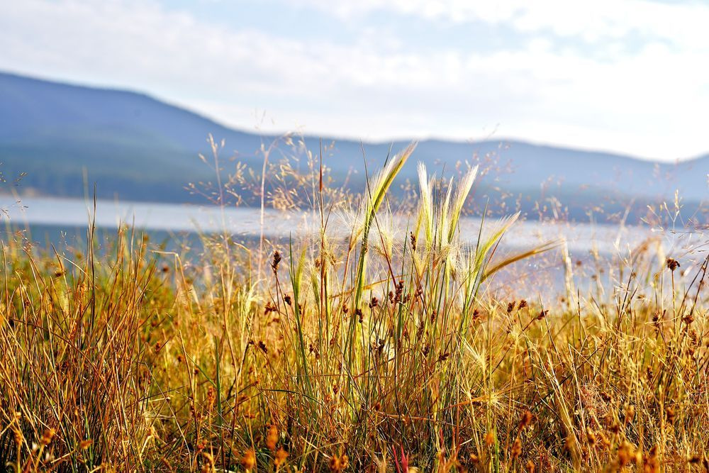 Grassy Knoll On East Lake Photography Art | InYourBackyard