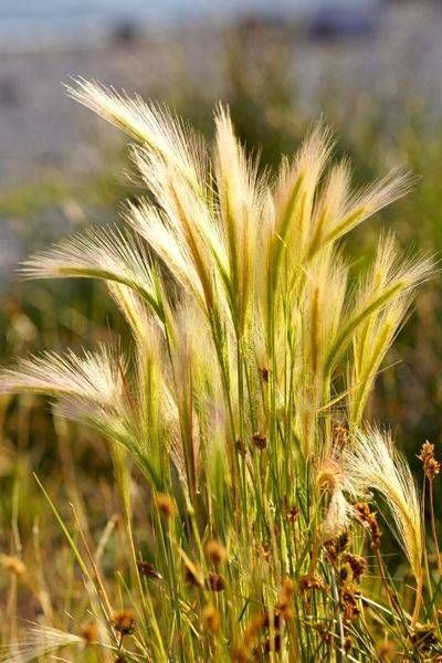 Grasses On East Lake Photography Art | InYourBackyard