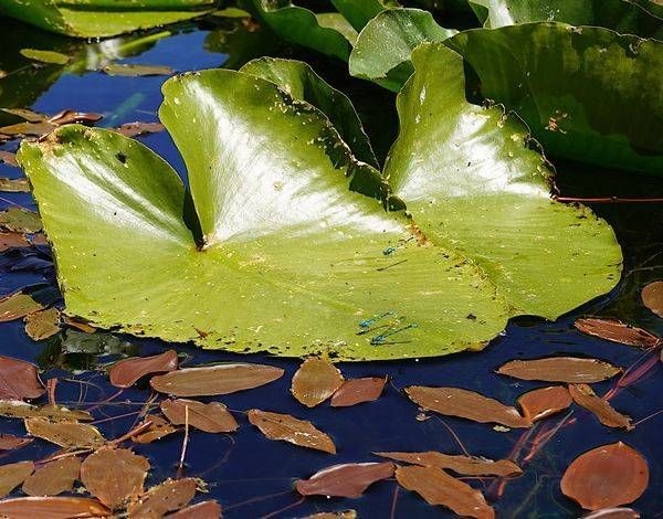 Dragon Flies On Lilly Pad At Hosmer Lake Photography Art | InYourBackyard