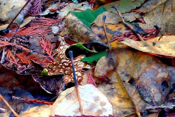 Dying Fall Leaves Photography Art | InYourBackyard