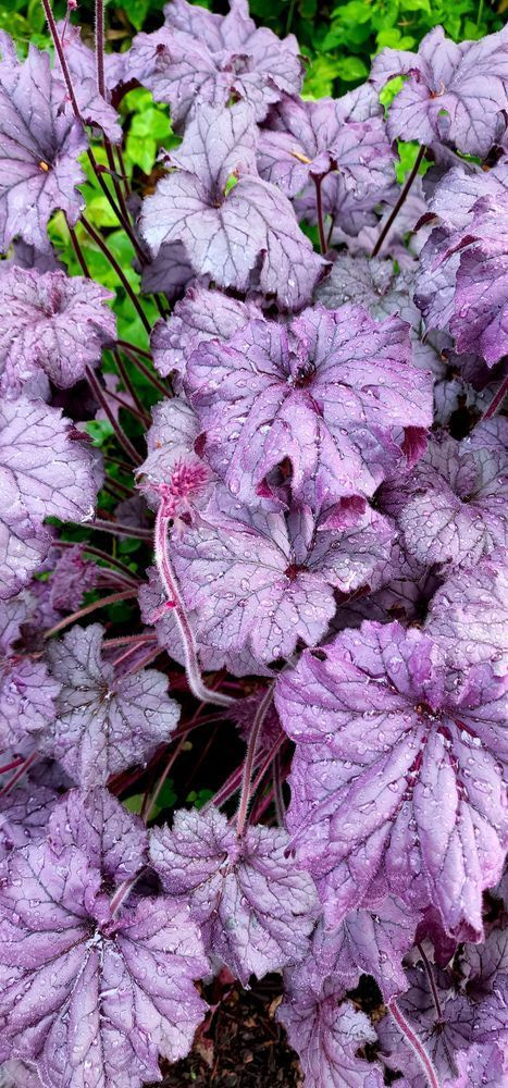 Dewy Wildberry Coral Bells Photography Art | InYourBackyard