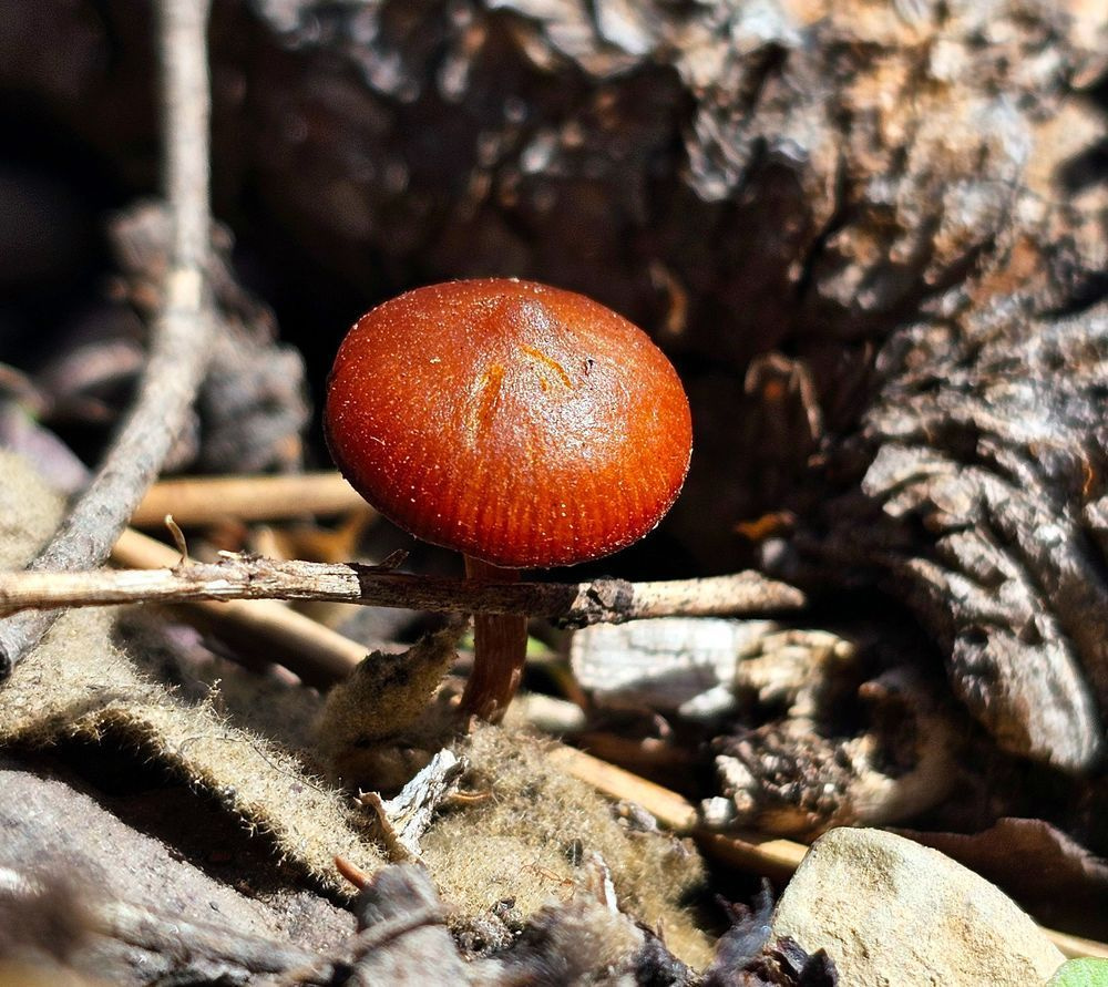 Deconica In Montana Forest Photography Art | InYourBackyard