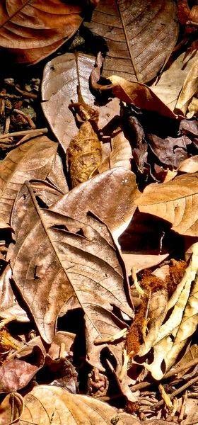 Death Of The Leaf Photography Art | InYourBackyard