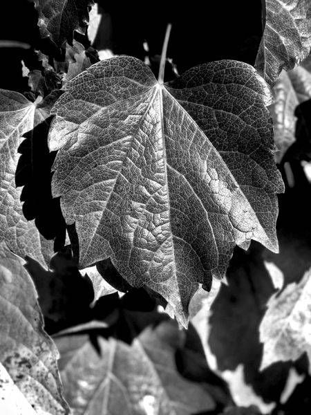Bw Boston Ivy Textures Photography Art | InYourBackyard