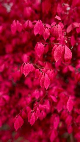 Burning Bush In The Fall Photography Art | InYourBackyard