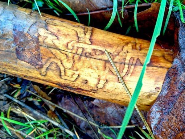 Beetle Gallary Wood Art Photography Art | InYourBackyard