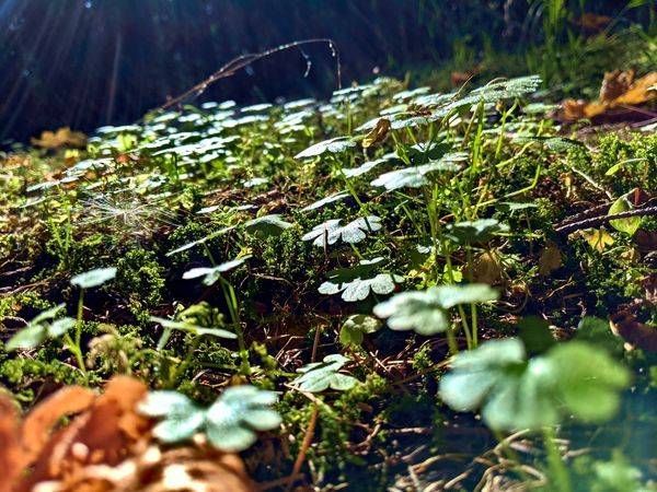 Clover Field Ground Cover Photography Art | InYourBackyard