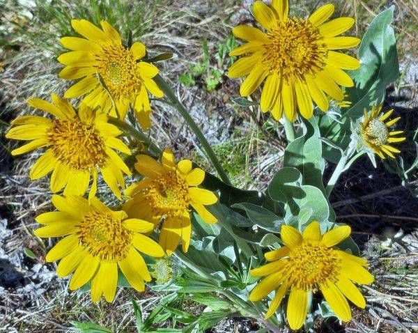 Arrowroot Balsamroot In Montana Forest Photography Art | InYourBackyard