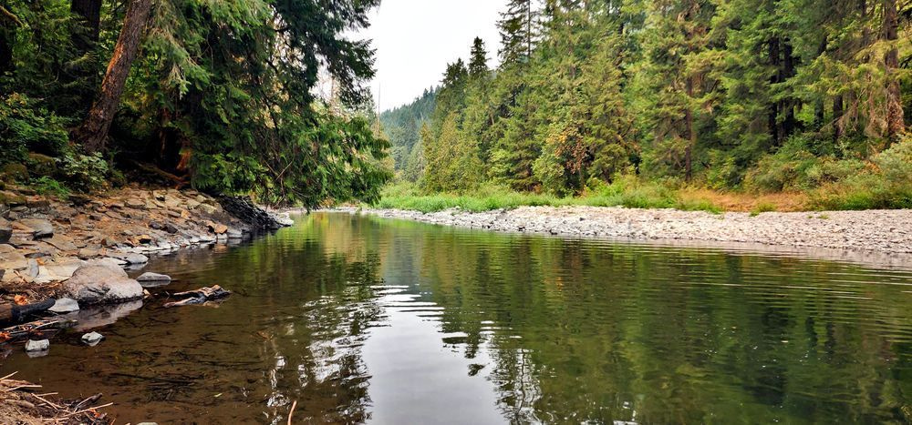 Along The Molalla River Bank Photography Art | InYourBackyard