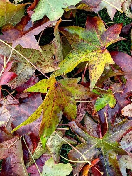 American Sweetgum In The Fall Photography Art | InYourBackyard