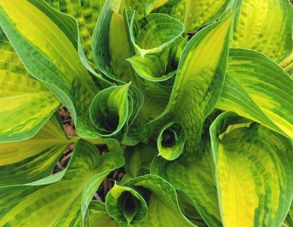 Leaf Portals   Hosta Queen Josephine Photography Art | InYourBackyard