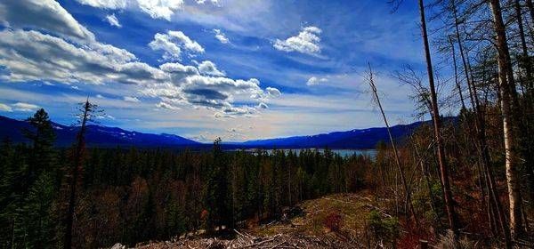Montana Forest Landscape Photography Art | InYourBackyard