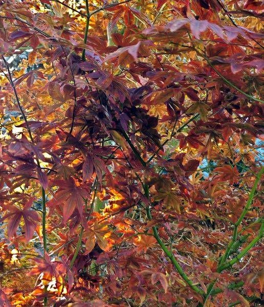Japanese Maple Leaves In The Fall Photography Art | InYourBackyard