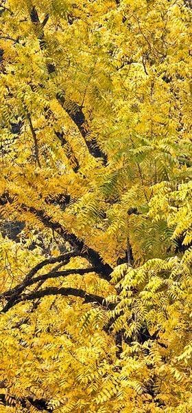 Honey Locust Serenity Photography Art | InYourBackyard