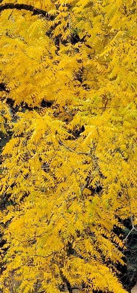 Honey Locust Tree In The Fall Photography Art | InYourBackyard