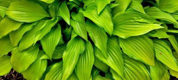 Hosta   Plantain Lillies Photography Art | InYourBackyard