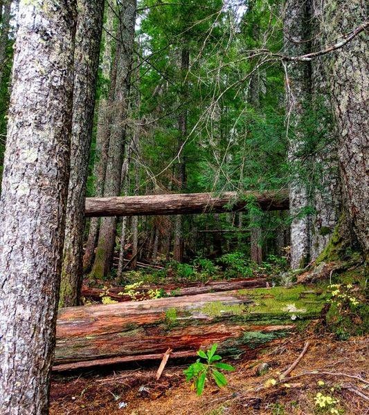 Hiking Marys Peak Suislaw National Forest Photography Art | InYourBackyard