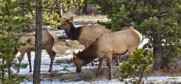 Elk Grazing In The Forest Photography Art | InYourBackyard