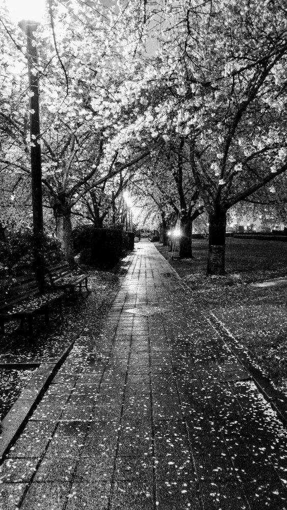 Bw Oregon State Capitol Mall Photography Art | InYourBackyard