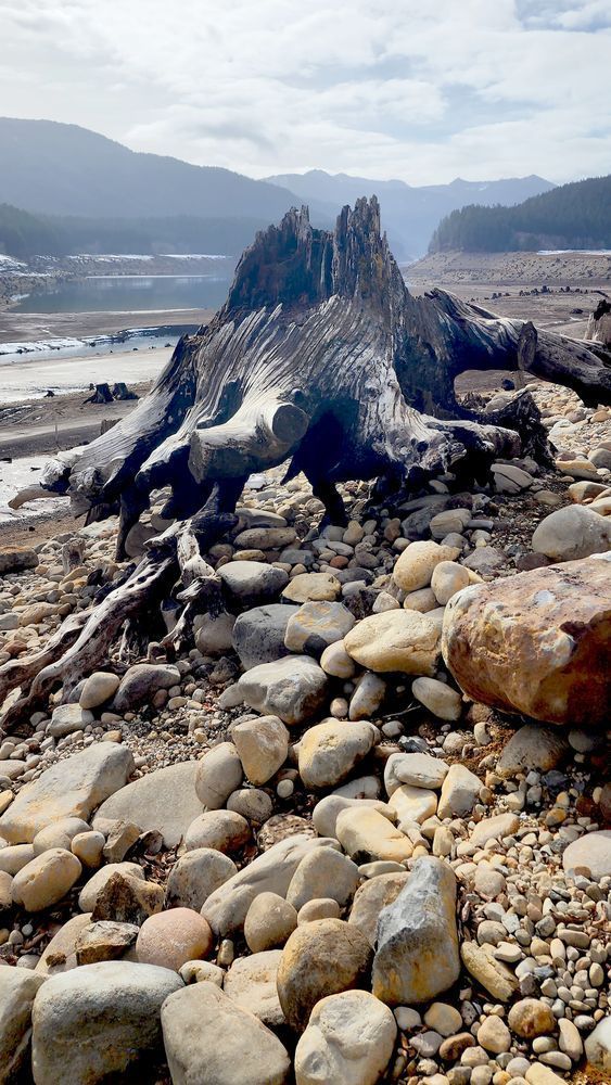 Burnt Wood Along Detroit Lake Bank Photography Art | InYourBackyard